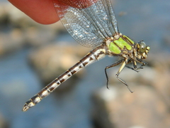 Ophiogomphus colubrinus