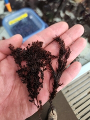Odonthalia floccosa