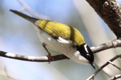 Melithreptus albogularis