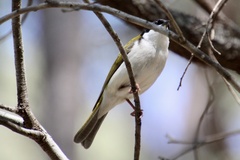 Melithreptus albogularis