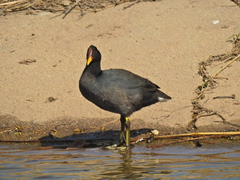Fulica rufifrons