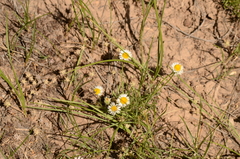Erigeron modestus