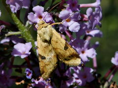 Heliothis peltigera