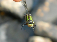 Ophiogomphus colubrinus