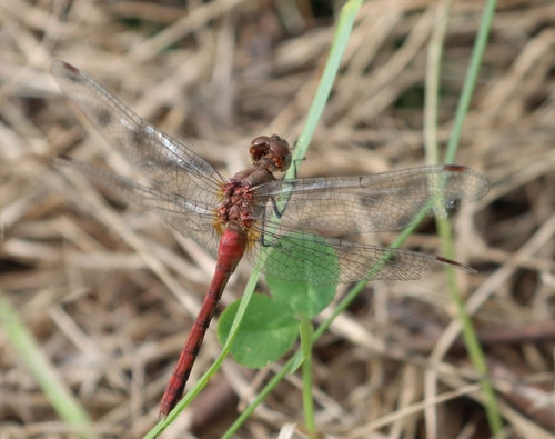 Ruby Meadowhawk photo 5