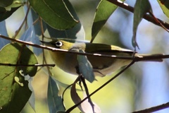 Zosterops lateralis