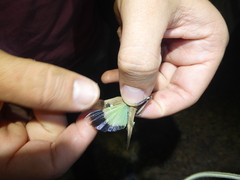 Oedipoda fuscocincta