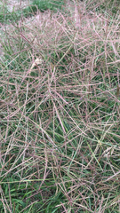Chloris verticillata