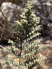 Pellaea mucronata