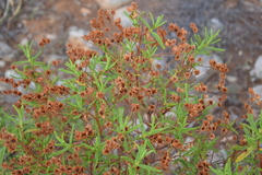 Cistus monspeliensis