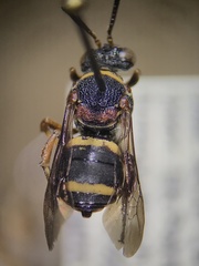 Epeolus bifasciatus