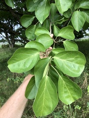 Maclura tricuspidata
