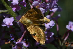 Heliothis peltigera