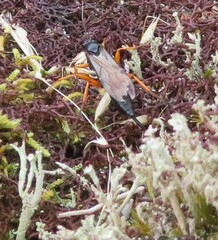 Pimpla rufipes