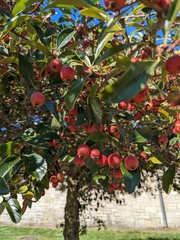 Crataegus crus-galli