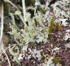 Cladonia squamosa