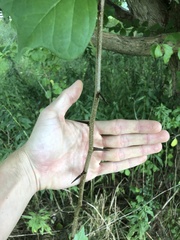 Maclura tricuspidata