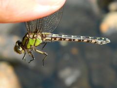 Ophiogomphus colubrinus