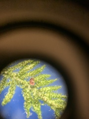 Callicladium imponens