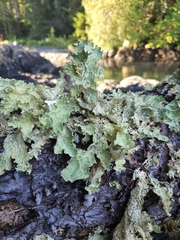 Lobaria