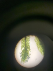 Callicladium imponens