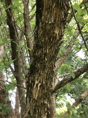 Maclura tricuspidata