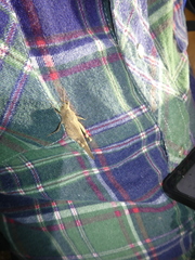 Oedipoda fuscocincta