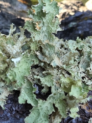 Lobaria