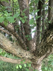 Maclura tricuspidata