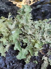 Lobaria