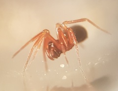 Walckenaeria cuspidata