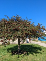 Crataegus crus-galli