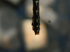 Ophiogomphus colubrinus