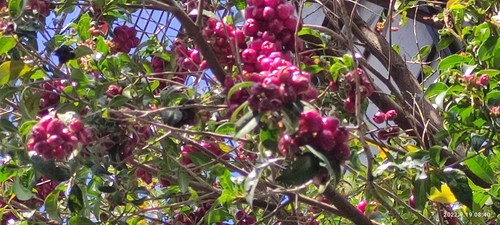 Syzygium paniculatum