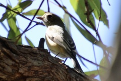 Pachycephala rufiventris