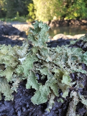 Lobaria