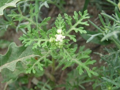Parthenium bipinnatifidum