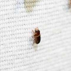 Tropicus pusillus