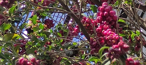 Syzygium paniculatum