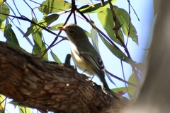 Pachycephala rufiventris