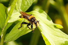 Laphria