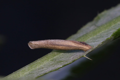 Coleophora peribenanderi