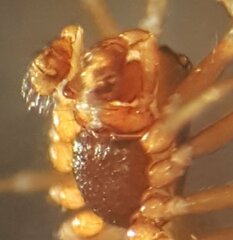 Erigonella ignobilis