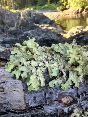 Lobaria