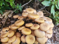 Armillaria