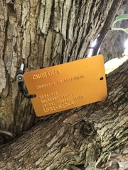 Maclura tricuspidata