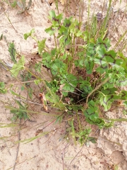 Pelargonium elongatum