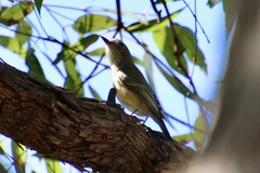 Pachycephala rufiventris