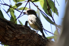 Pachycephala rufiventris