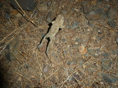 Bufotes viridis balearicus